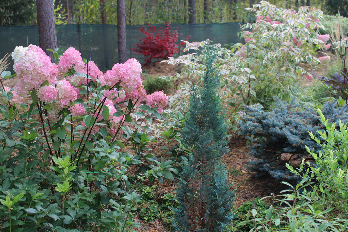 "Vanille Fraise", конец сентября 2021 в нашем саду