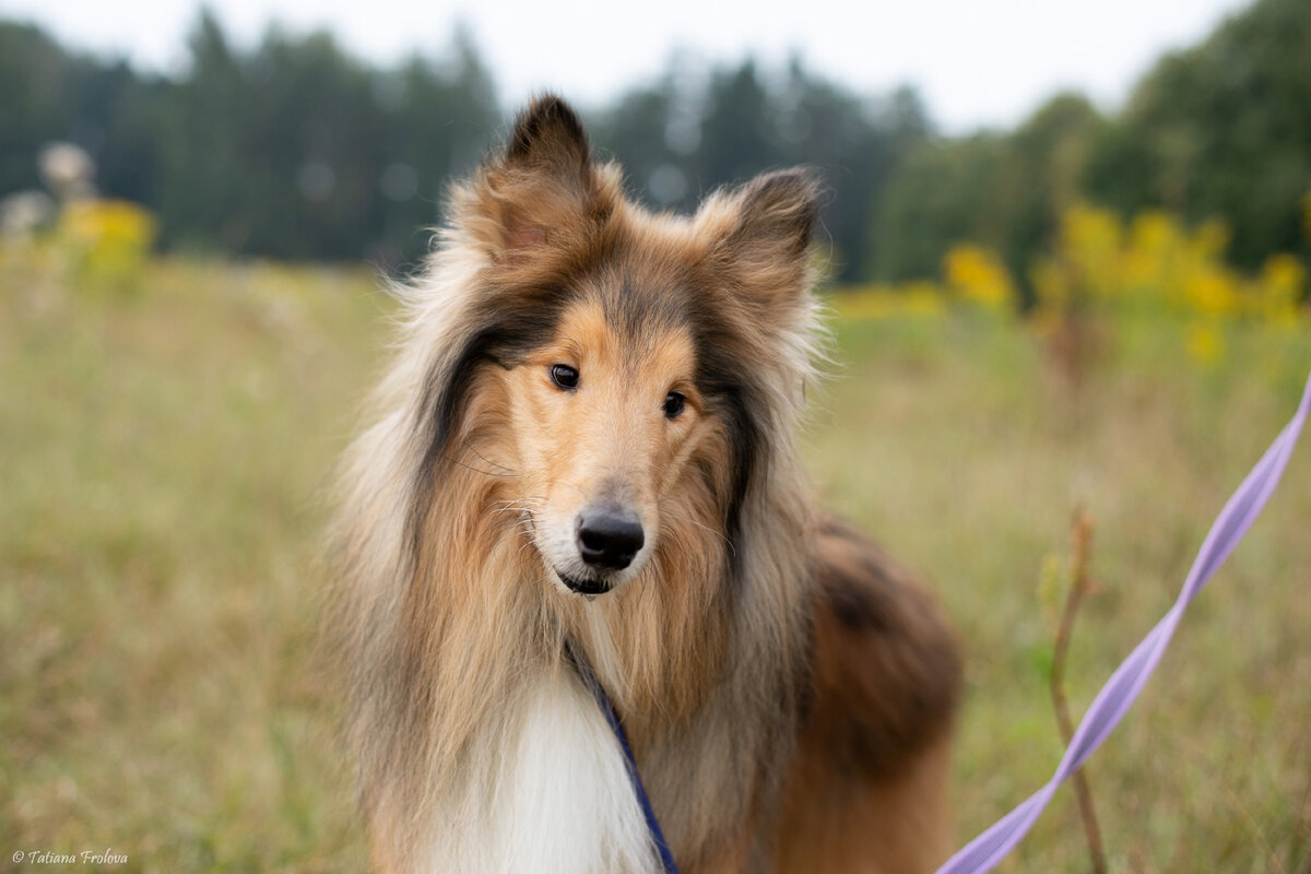 Породистые собаки в дар. Часть 41 | Породистые собаки в дар 🐶 | Дзен