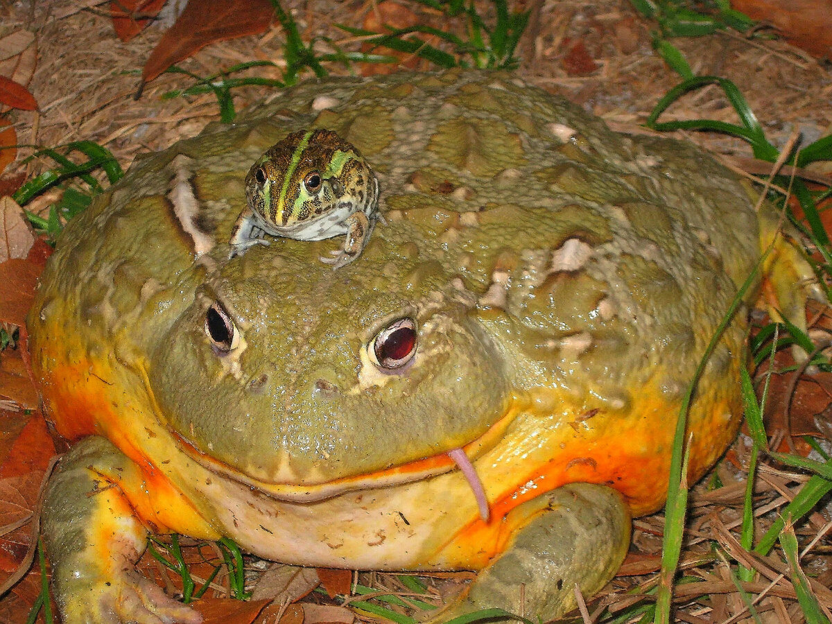 Лягушка лось. Лягушка бык водонос. Лягушка-водонос (Pyxicephalus adspersus). Лягушка водонос Голиаф.