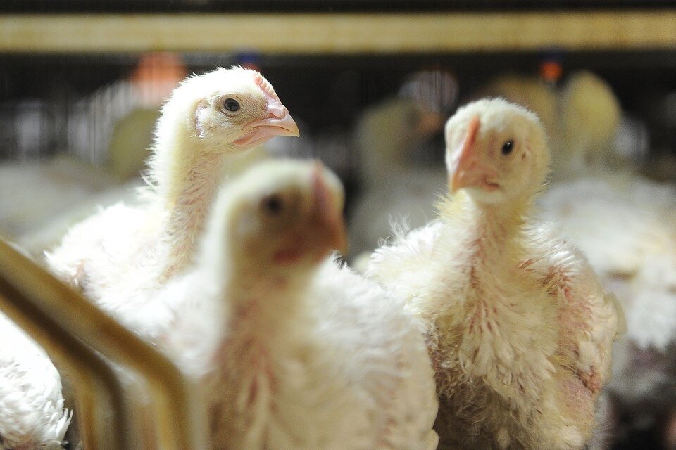     В двух образцах куриной продукции специалисты Россельхознадзора обнаружили лекарство. Алексей БУЛАТОВ