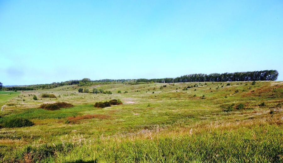 От обилия тепла и влаги Батыревский участок заповедника «Присурский сильно зарос. 