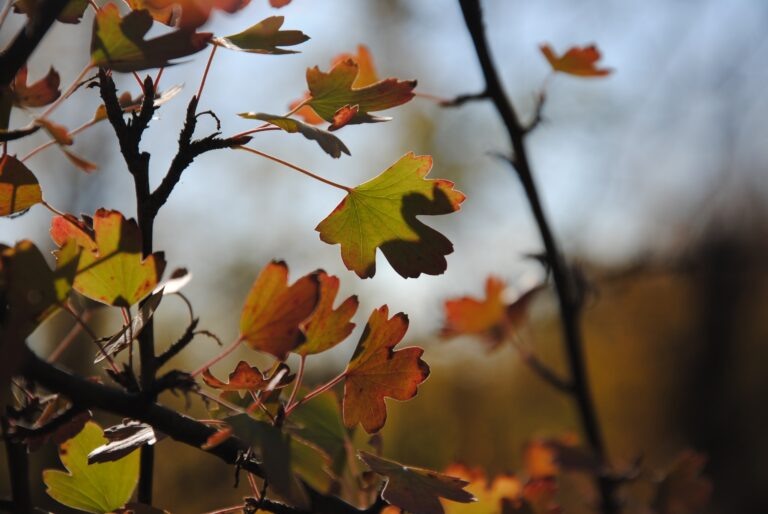   Днем 18 сентября в Оренбуржье ожидается небольшой дождь и до +27 градусов Кристина Просвиркина