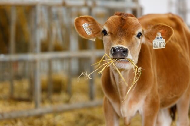 (с) Фото из архива Мустанг Технологии Кормления