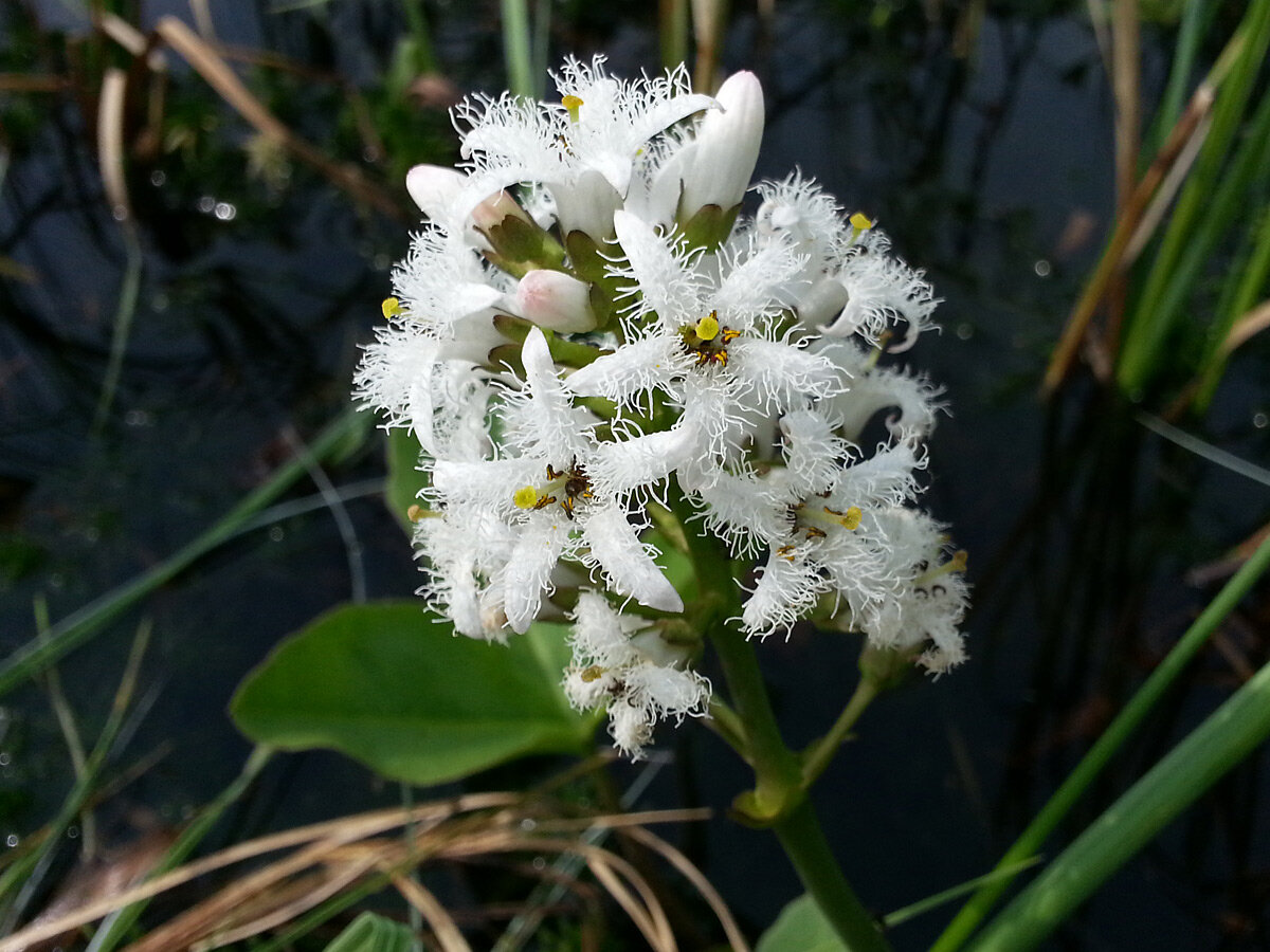 Ни растение. Трифоль вахта трехлистная. Вахту (Menyanthes trifoliata. Вахта Болотная трёхлистная. Вахта трехлистная (трифоль, бобовник).