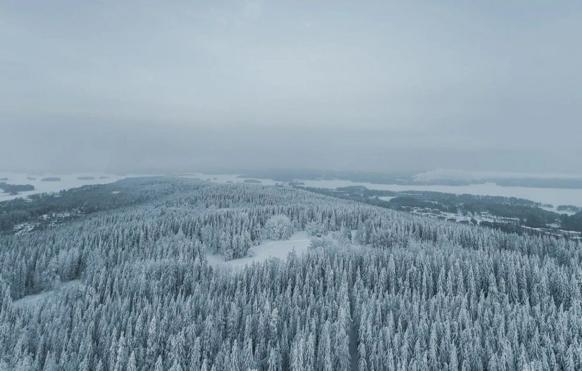Заснеженный лес с высоты