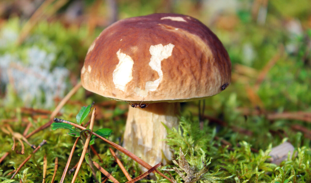Полезные свойства грибов: почему их нужно включить в свой рацион?