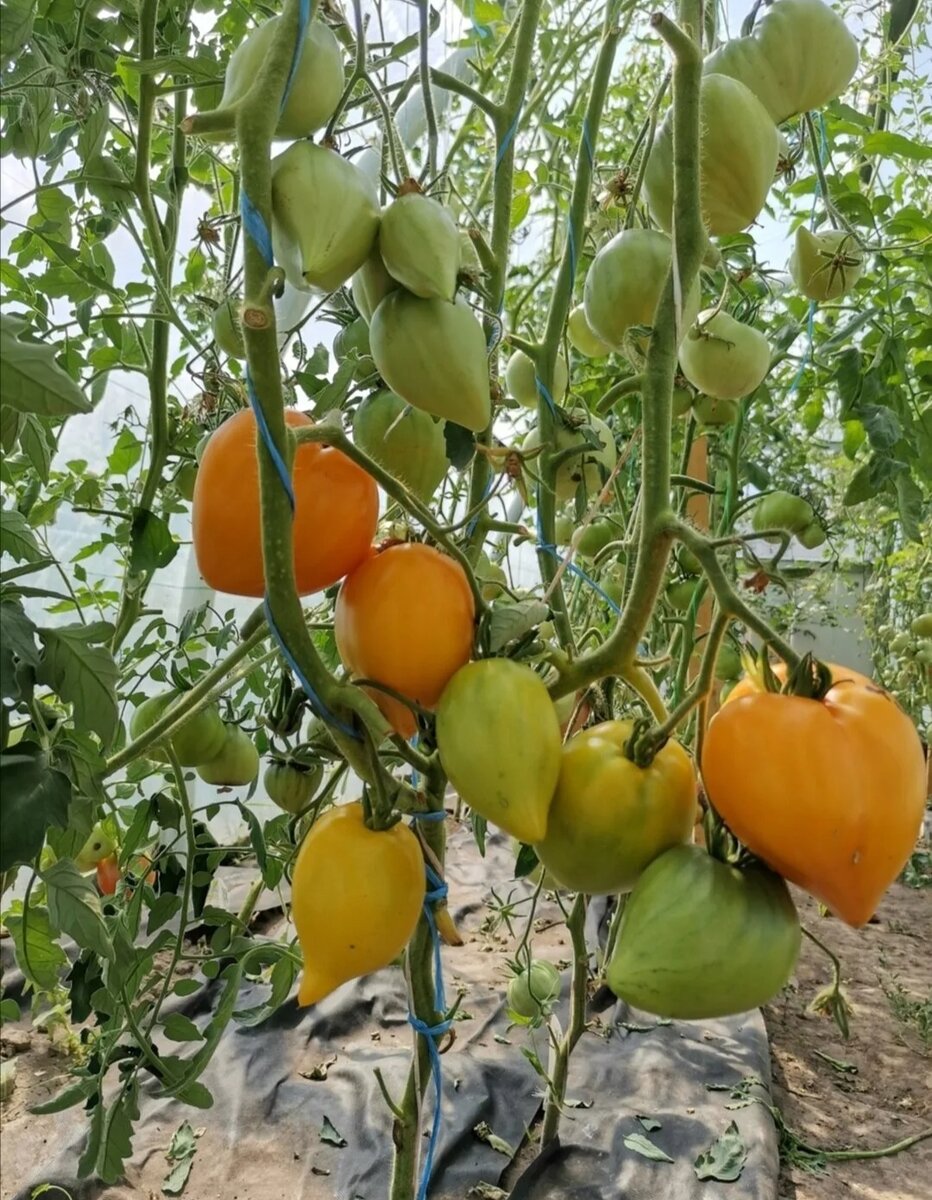 Томат сорт золотые гребешки. Томат желтые гребешки. Томат золотой гребешок. Томат сорт золотые гребешки. Томат желтые гребешки.