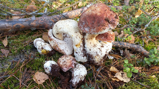 ?? Гриб Боровик Меня Встречал, Подписчики Поймали в лесу_ Грибников ...