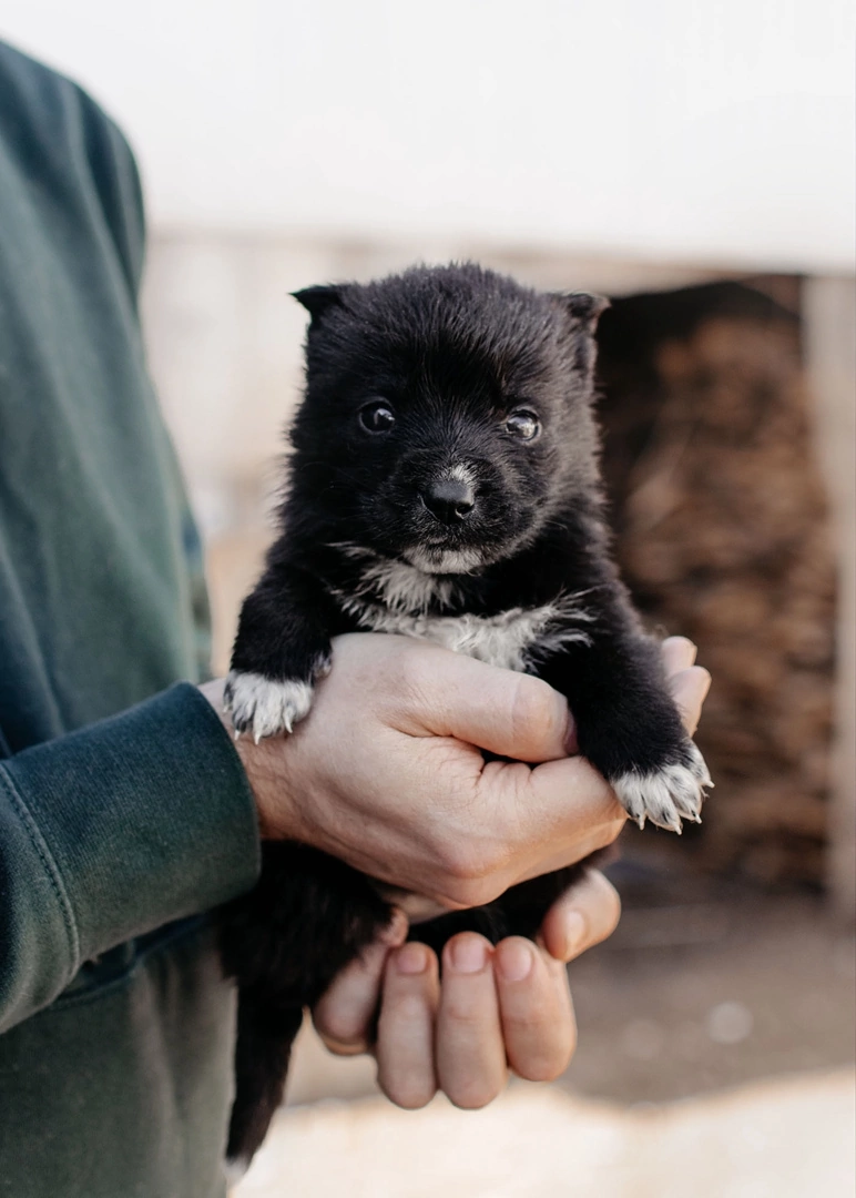 Жужа в приюте