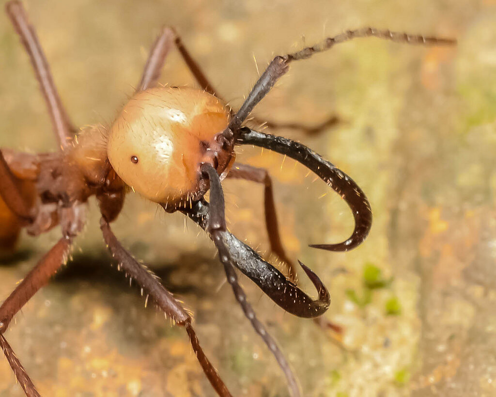 Кочевые муравьи (Eciton burchellii) – шестисоттысячная кочевая армия. |  Paleo-end-arthropods (Доисторическая фауна и членистоногие) | Дзен