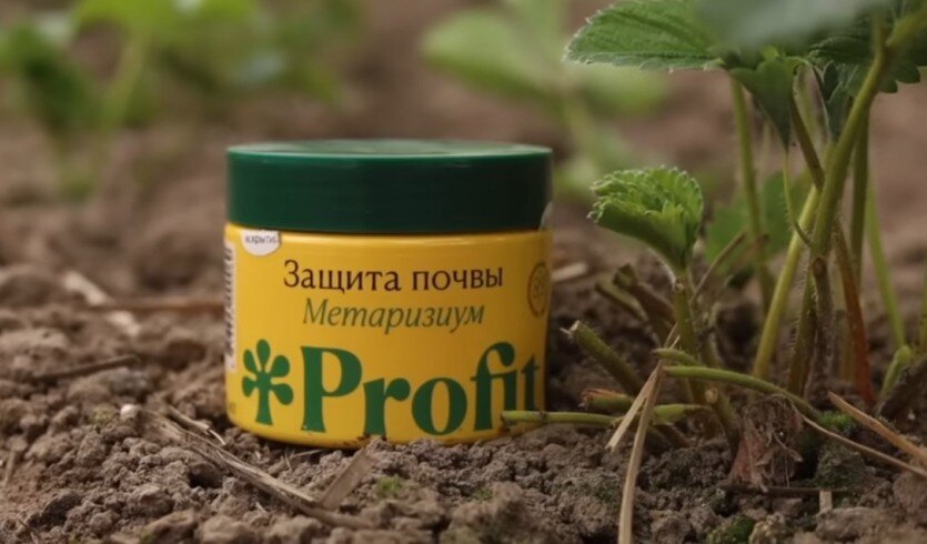 Фото: Дмитрий Кастрицкий