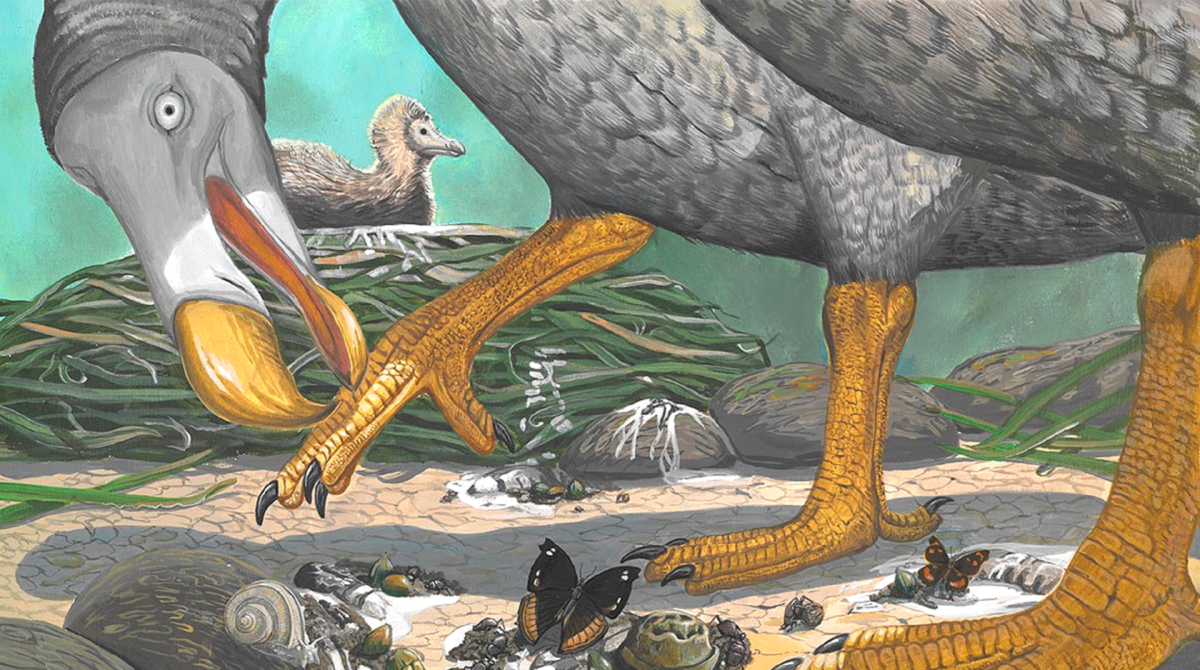 The dodo became in 1681. Маврикийский Дронт Додо. Птица Дронт Маврикий. Остров Маврикий птица Додо. Маврикийский Дронт вымершие животные.