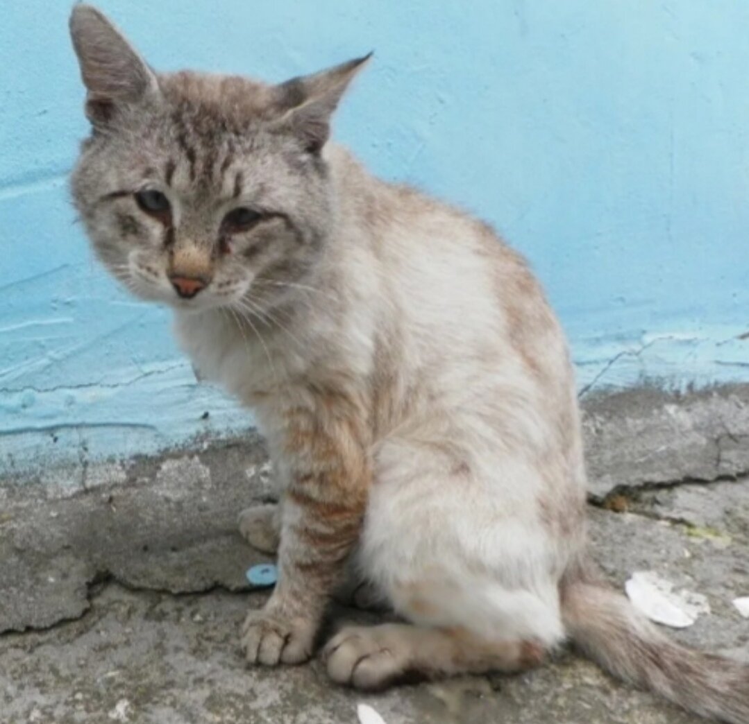 Жалкое зрелище