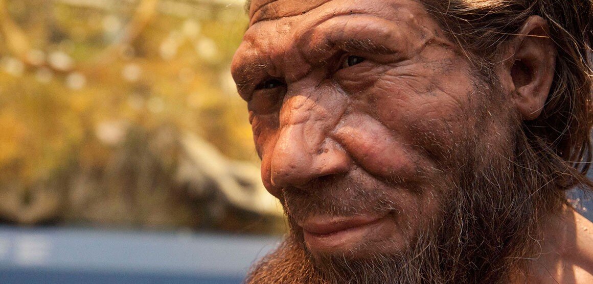 Homo neandertaliensis (c) https://www.nhm.ac.uk/