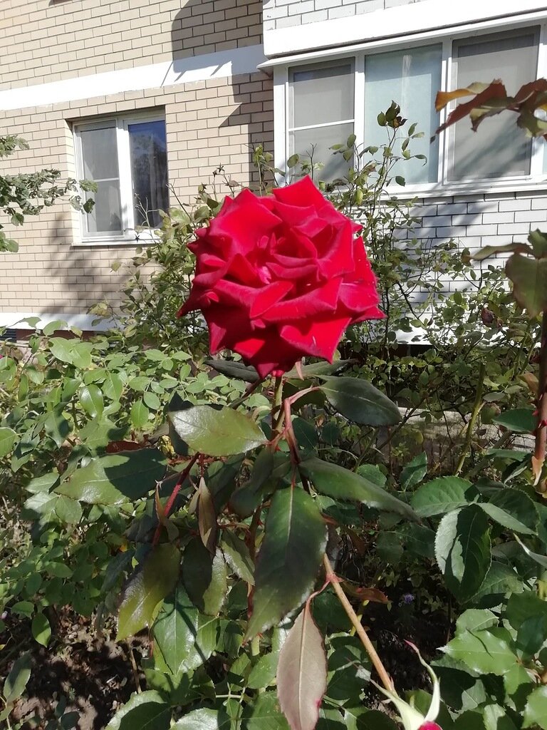 Это на прогулке 19 октября, захотелось вам показать