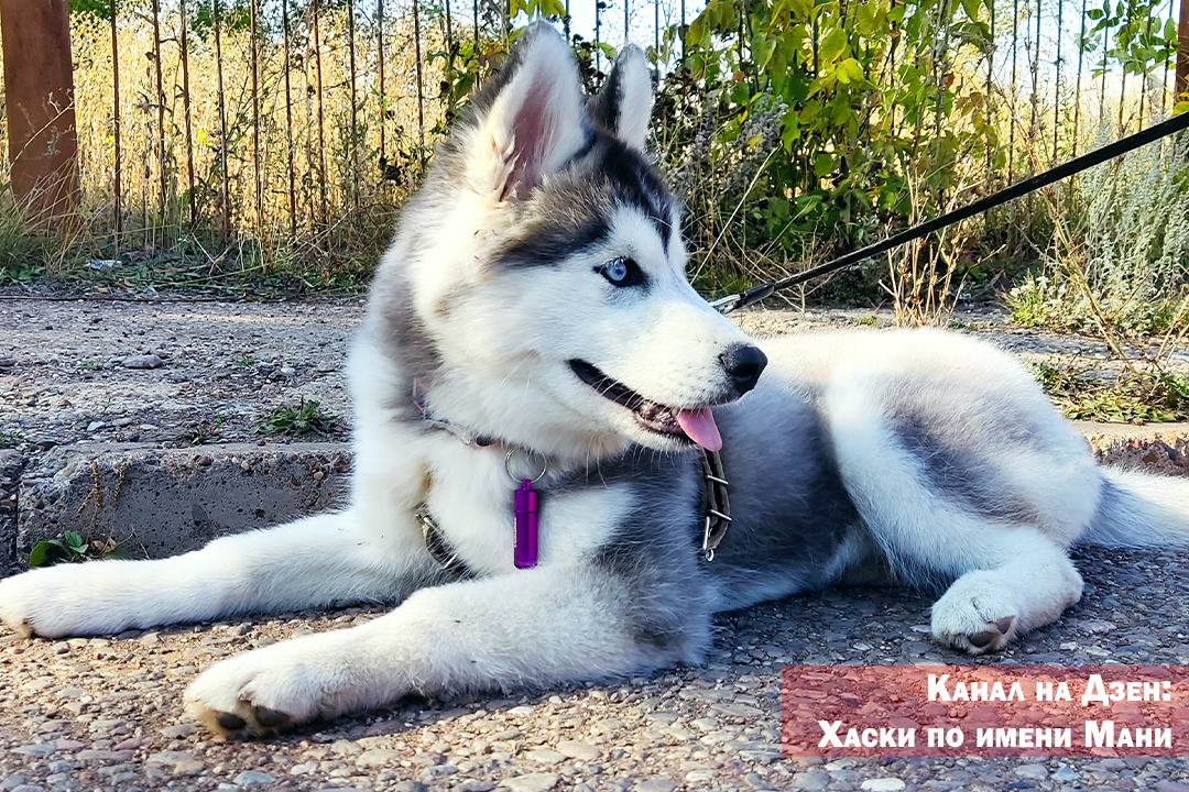 Как зовут хаски. Как зовут хаски. Стерилизация хаски в каком возрасте. Как зовут хаски. Как зовут хаски.