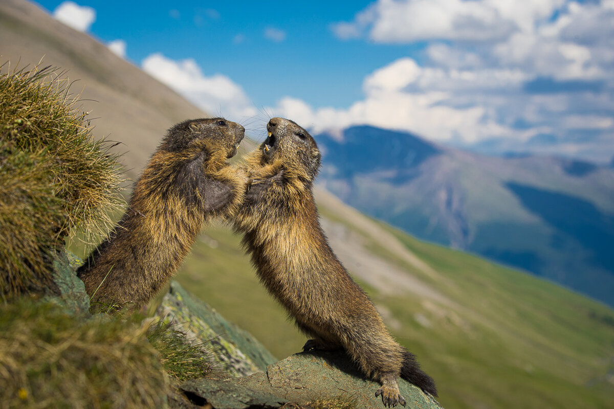 © Том Свенссон (Швеция) «Поединок» | «Золотая черепаха 2022»