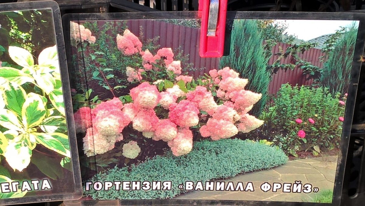 Ванилла Фрейз