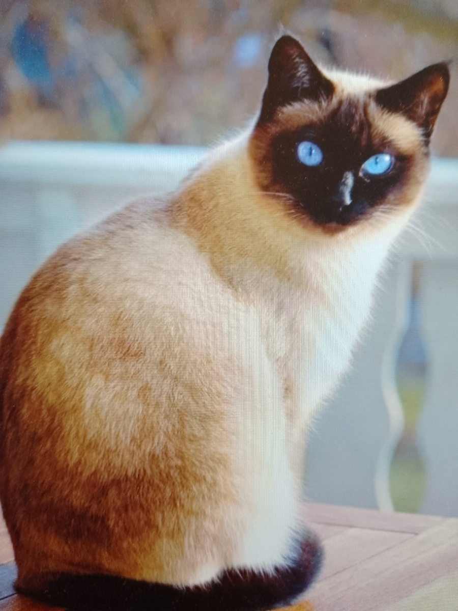 Сиамская кошка