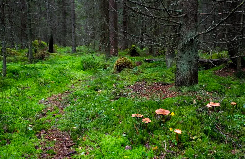 фото яндекс