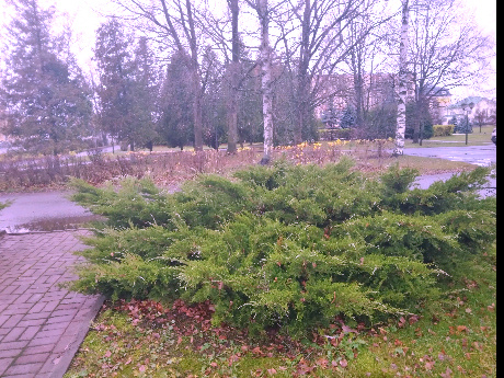 Фото автора Ирины Одарчук Осень 2022 года Природа города Тосно, Ленинградской области