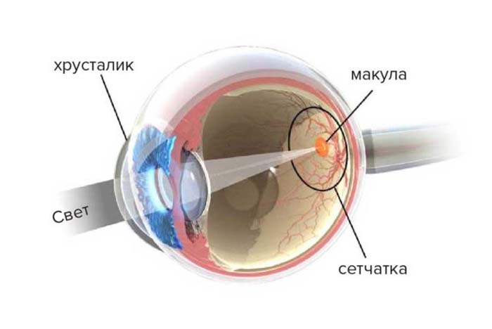 Строение глаза