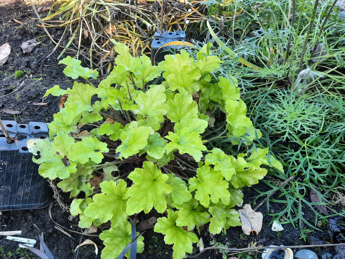 Гейхера Лайм Мармелад, октябрь