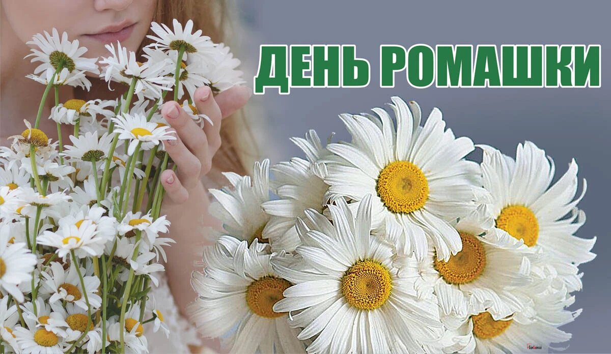 Ромашковые дни. День ромашки. Открытки с ромашками. С праздником ромашки. День ромашки 28 января.