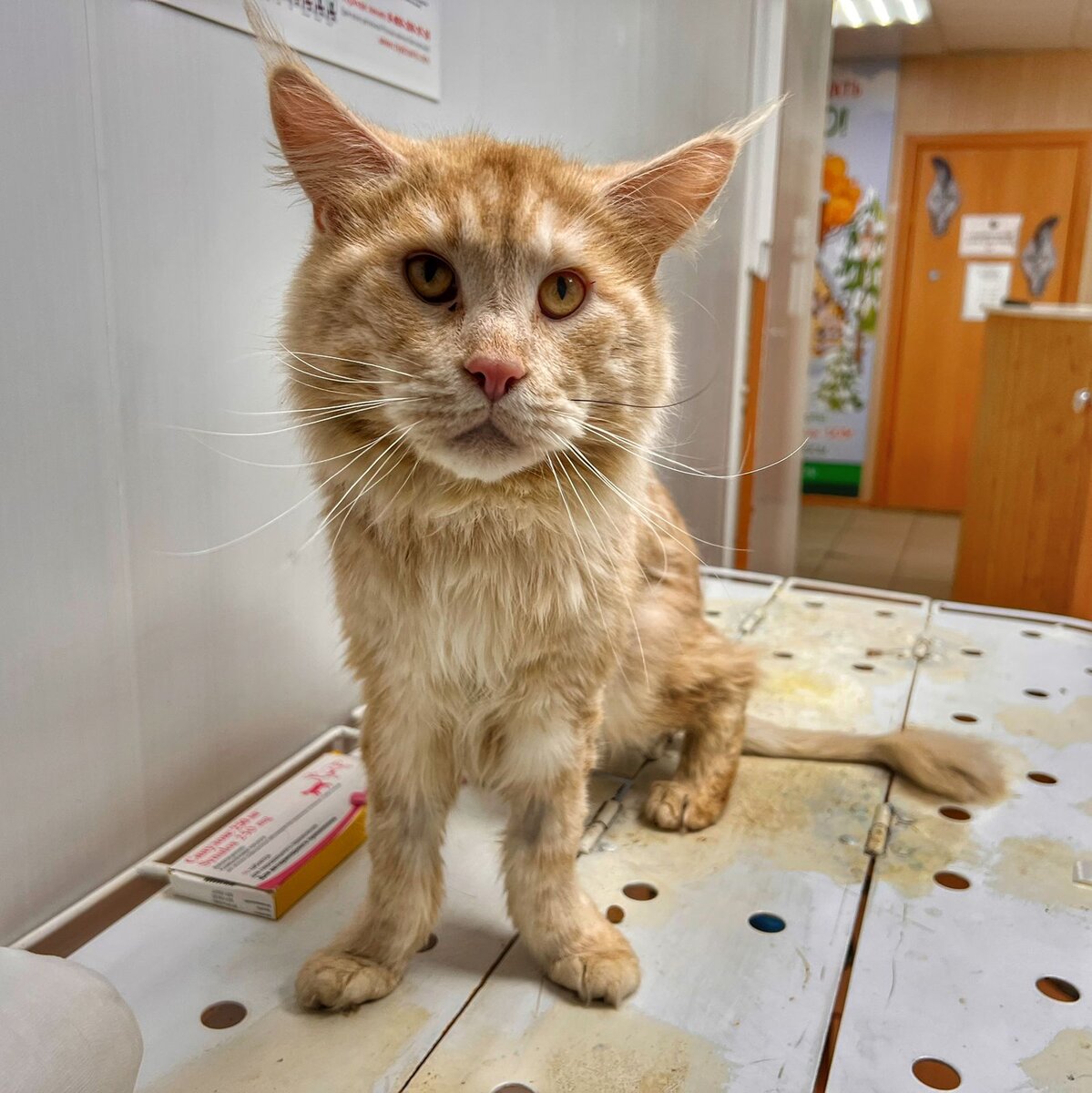 Безумно жаль Мейн-куна