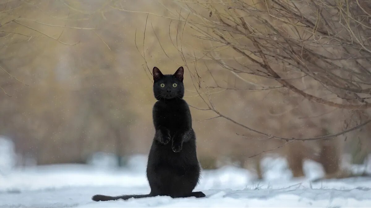 Порча через фотографию