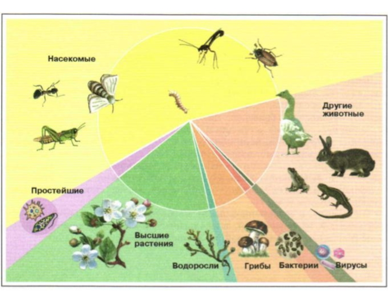 Схема организмы на земле. Число видов насекомых. Число видов живых организмов на земле. Количество видов животных. Многообразие видов на земле.