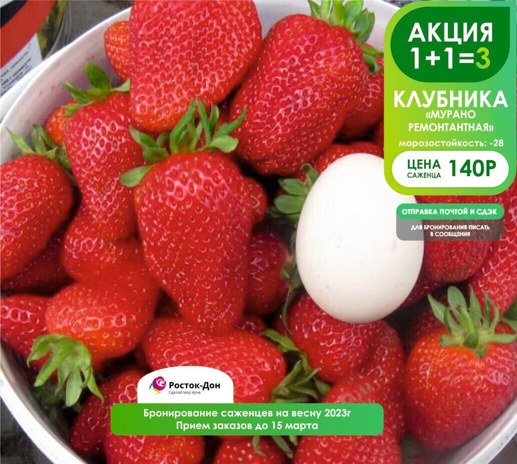 Предпочтение клубники | "Росток-Дон" - сказка для сада. | Дзен