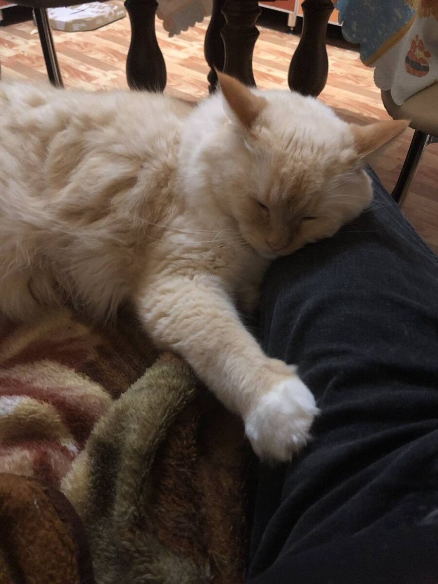 Он кладет лапку на "свое"