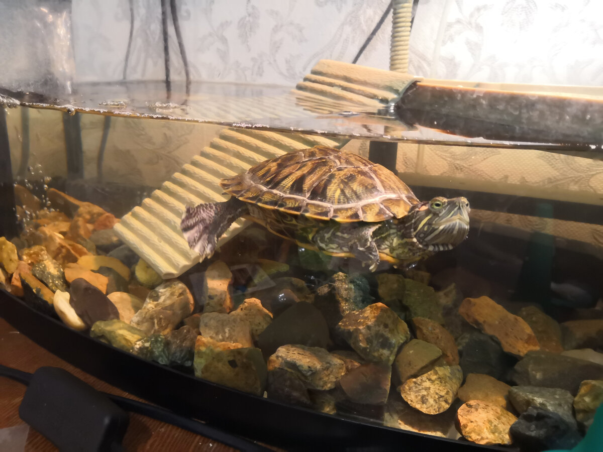 наша Дори. На фото ей 2 года.