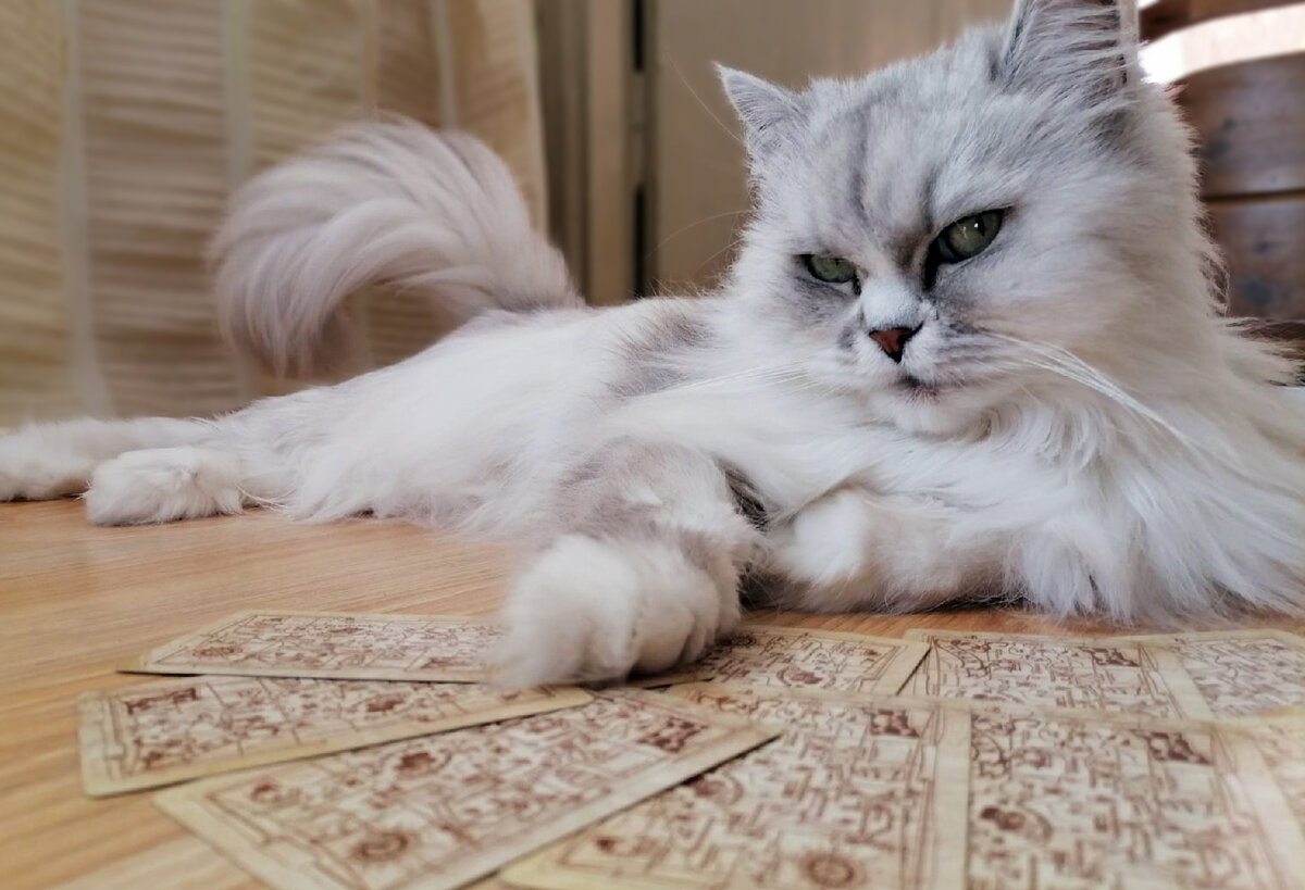 Серая кошка и карты. Фото автора