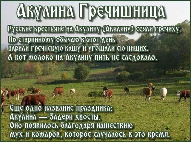 Акулина -гречишинца