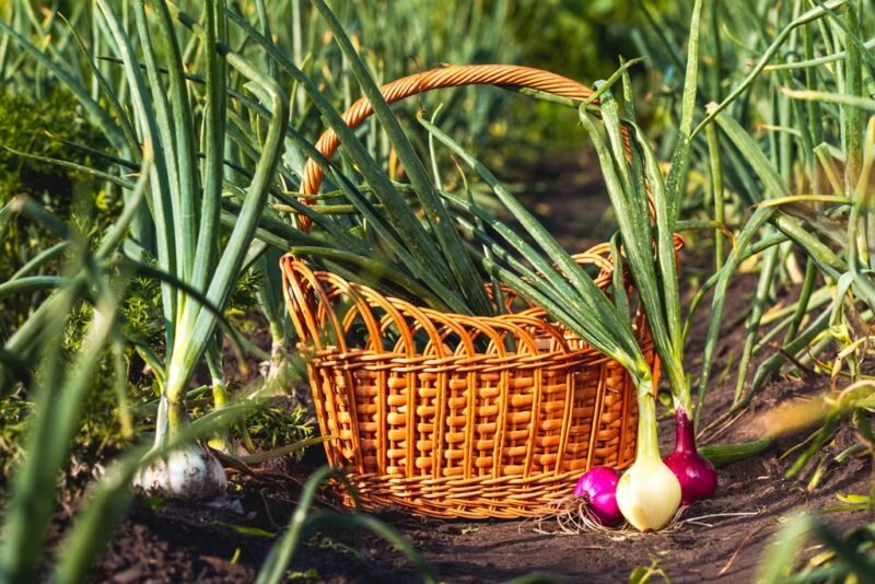 Лук. (Фото используется по стандартной лицензии ©ogorodnye-shpargalki.ru)