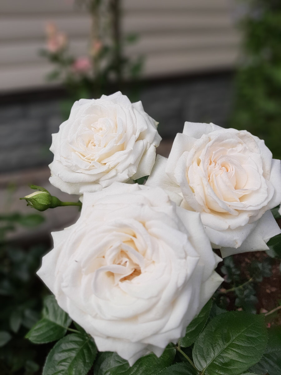 Madame  Anisette, 2 июля 2021