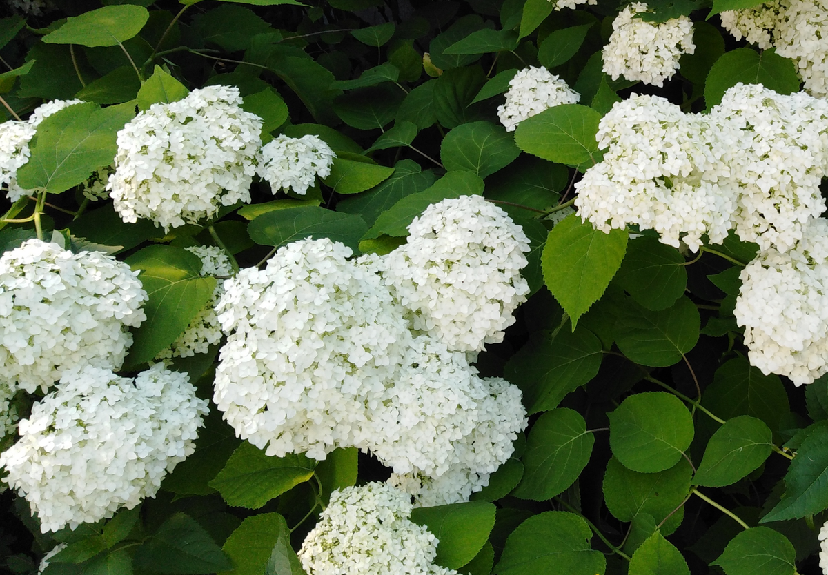 Цветёт гортензия красиво, но может ещё лучше