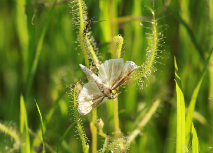 Бабочка в смертельных объятиях соседствующих росянок Drosera makinoi.
