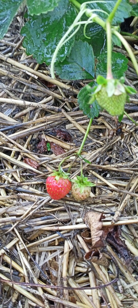 Ремонтантная клубника "гармония"