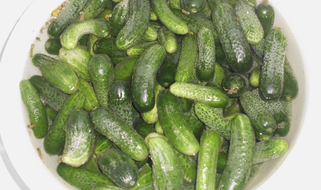 Огурцы прямым посолом. Огурцы в прямом посоле. Склад банок с огурцами. Огурцы на зиму на аспирине на 3 литровую банку. Огурцы маринованные.