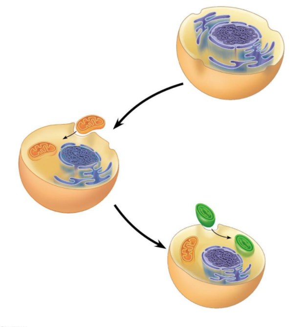 Эволюция первых клеток. Эволюция клетки эндосимбиоз. Mitochondria Symbiogenesis. Первичный и вторичный эндосимбиоз. Эволюция клеточных организмов