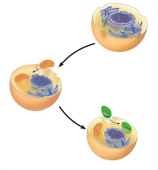 Эволюция первых клеток. Эволюция клетки эндосимбиоз. Mitochondria Symbiogenesis. Первичный и вторичный эндосимбиоз. Эволюция клеточных организмов.