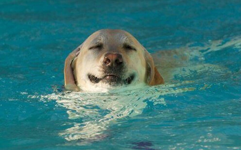 Учи рыбу плавать а собаку лаять. Лабрадор ретривер плавает. Водный лабрадор ретривер. Лабрадор ретривер плывёт. Собака плавает.