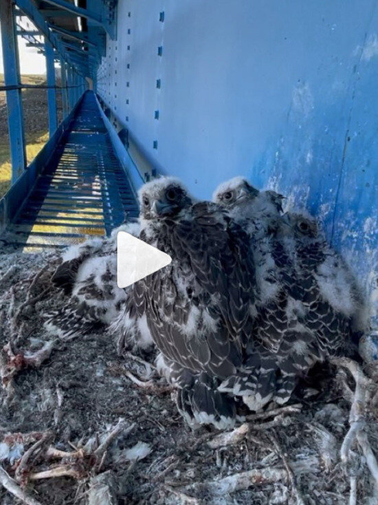ФОТО: INSTAGRAM ARCTIC_LAB_YAMAL