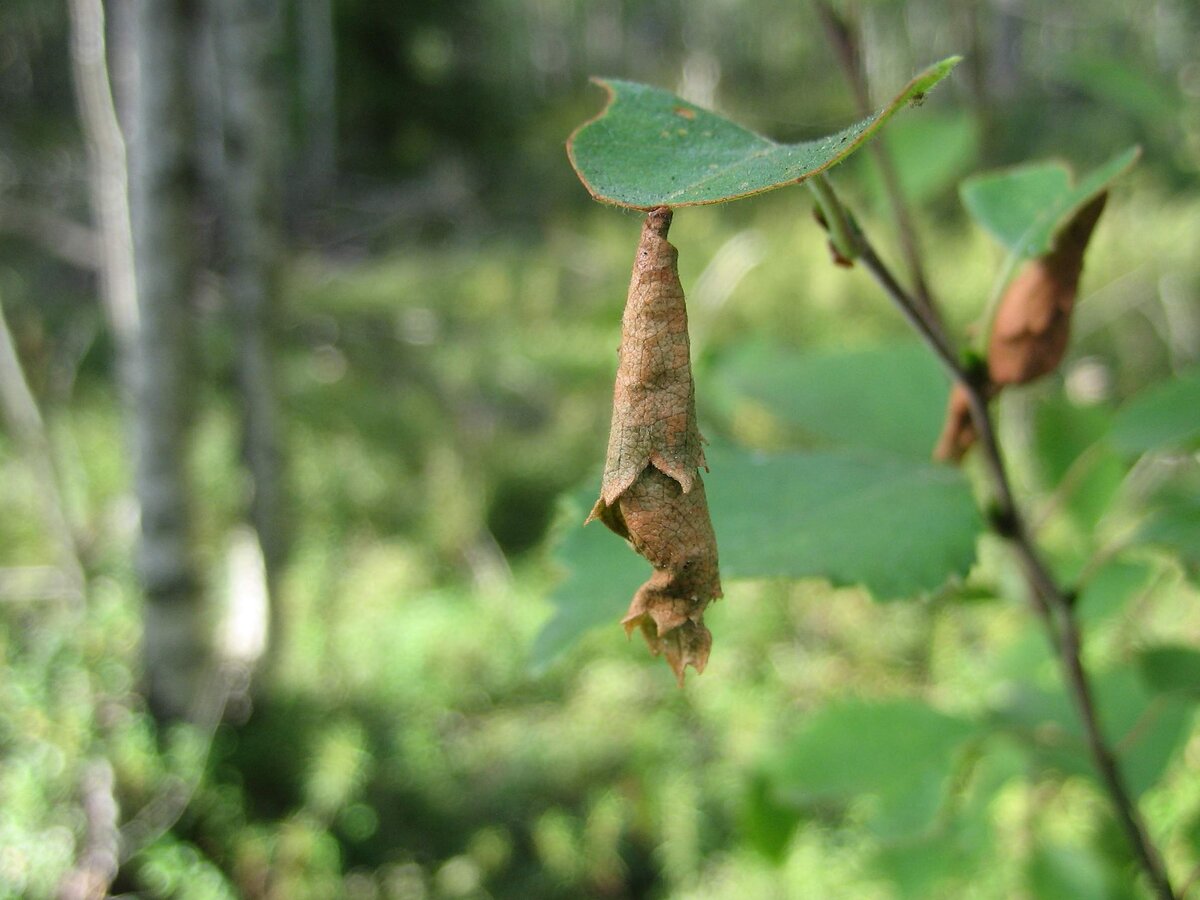 Листовертка на яблоне