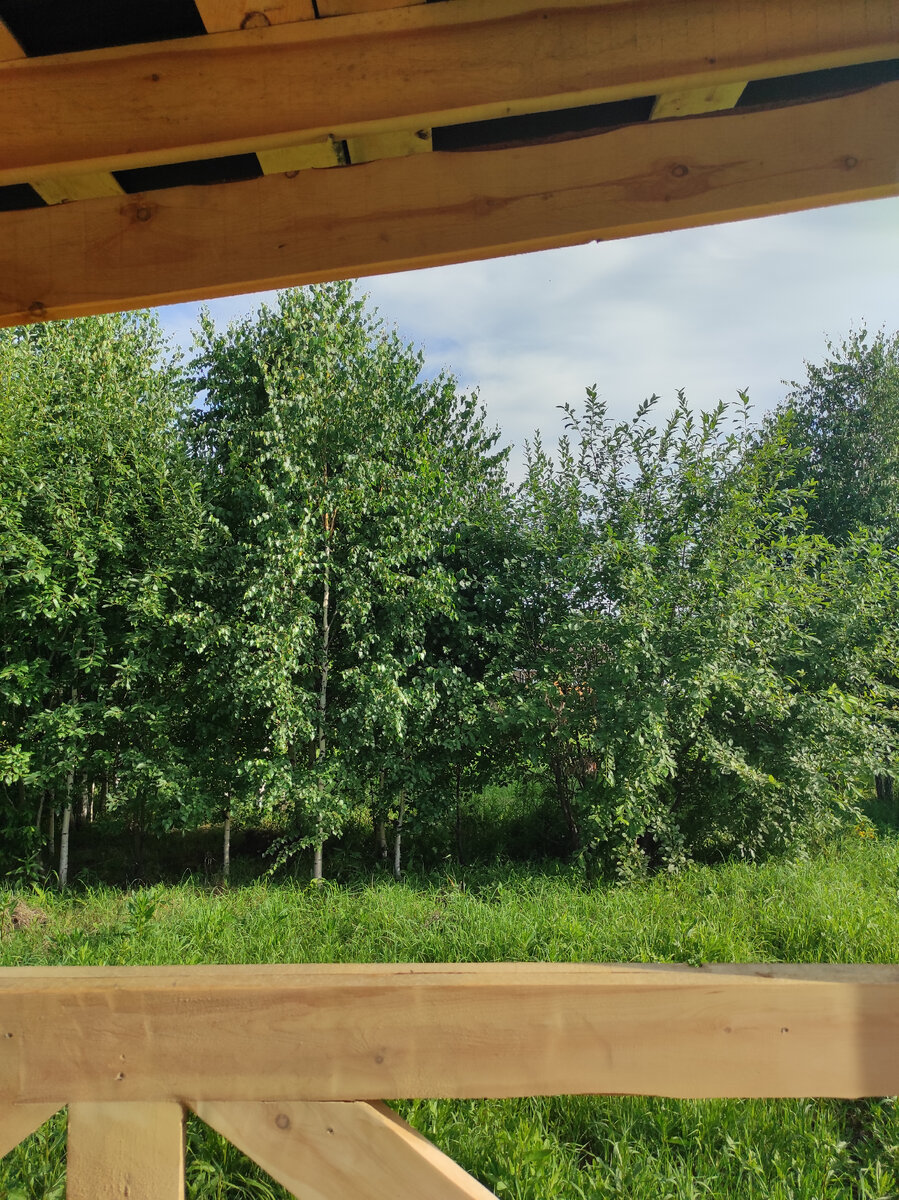 Вид из беседки на наш маленький лес