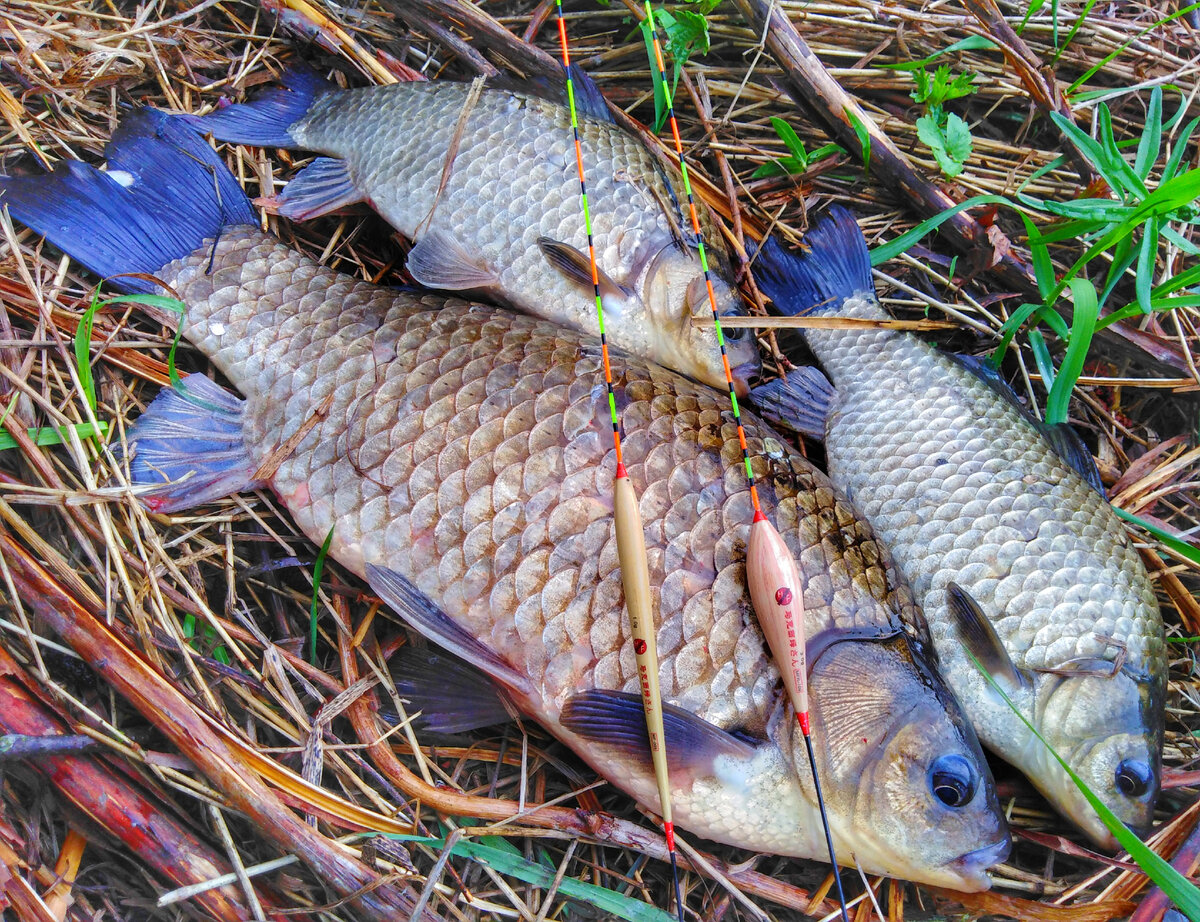 Карась. Херабуна и ПРИКОРМКА. Совместимо? | Max Fishing | Дзен