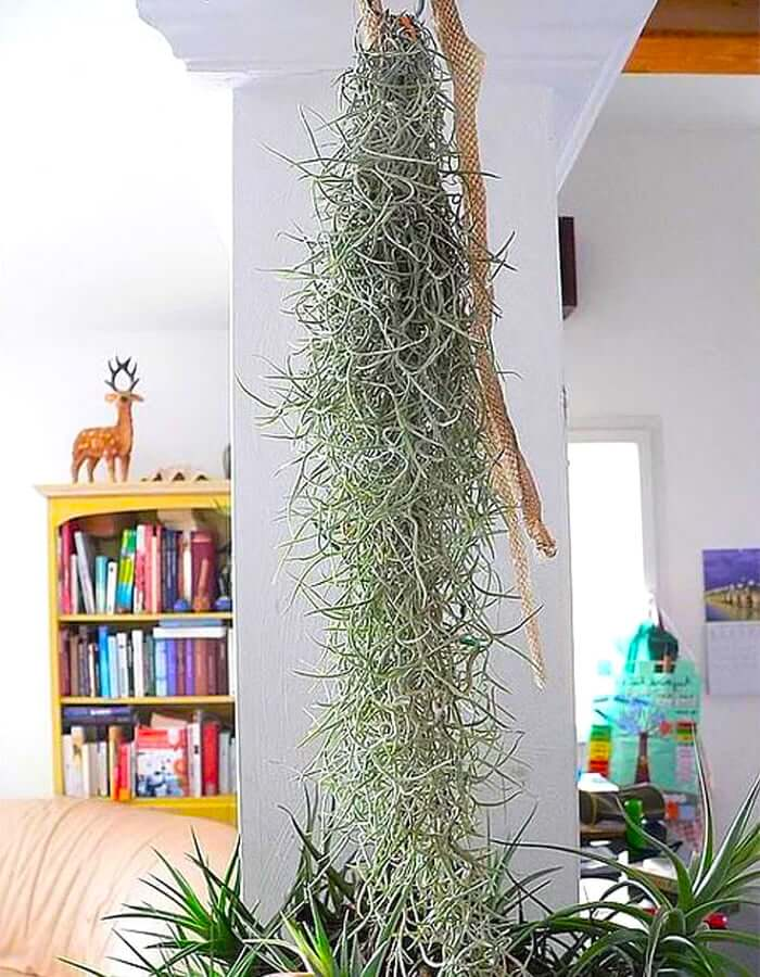 Воздушные растения. Tillandsia usneoides. Тилландсия атмосферная уснеевидная. Тилландсия воздушная. Цветы Тилландсия уснеевидная.